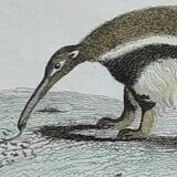 Original zoological plate " urson, porcupine, tamanoir,... - buffon 1840