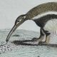 Original zoological plate " urson, porcupine, tamanoir,... - buffon 1840