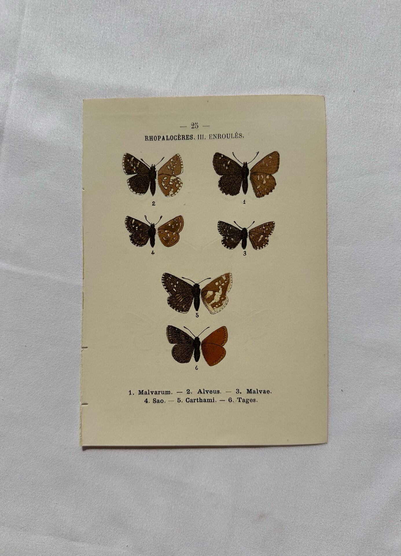 Botanical Plate 1800 Old naturalist engraving 19th century double-sided