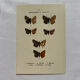 Botanical Plate 1800 Old naturalist engraving 19th century double-sided