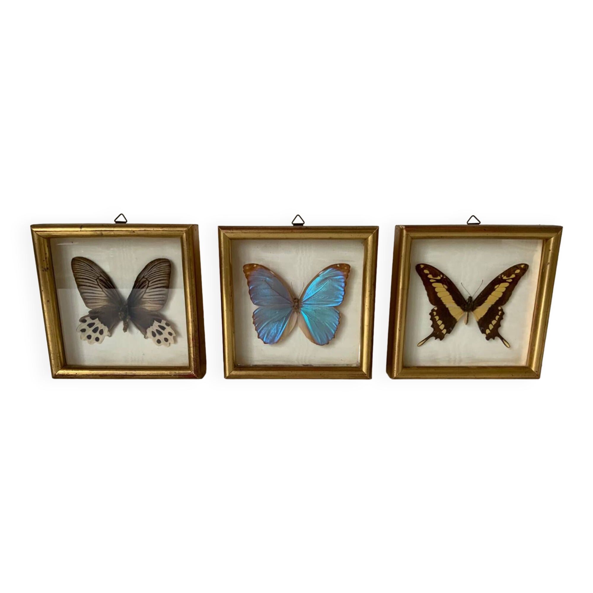 Set of 3 butterfly frames