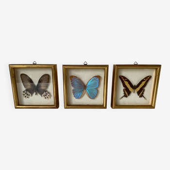 Set of 3 butterfly frames