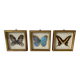 Set of 3 butterfly frames