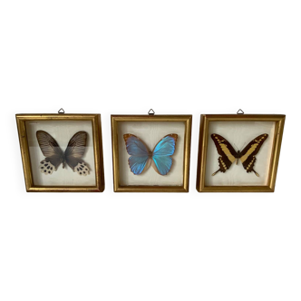 Ensemble de 3 cadres papillon