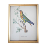 Bird print