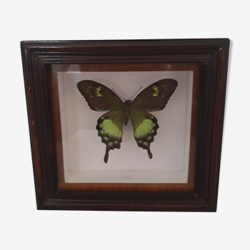 Green butterfly frame