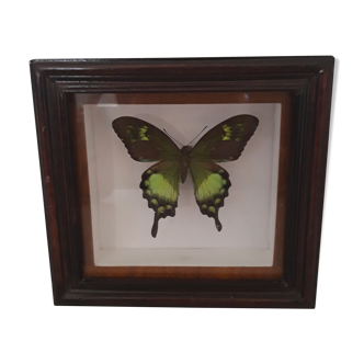 Cadre papillon vert