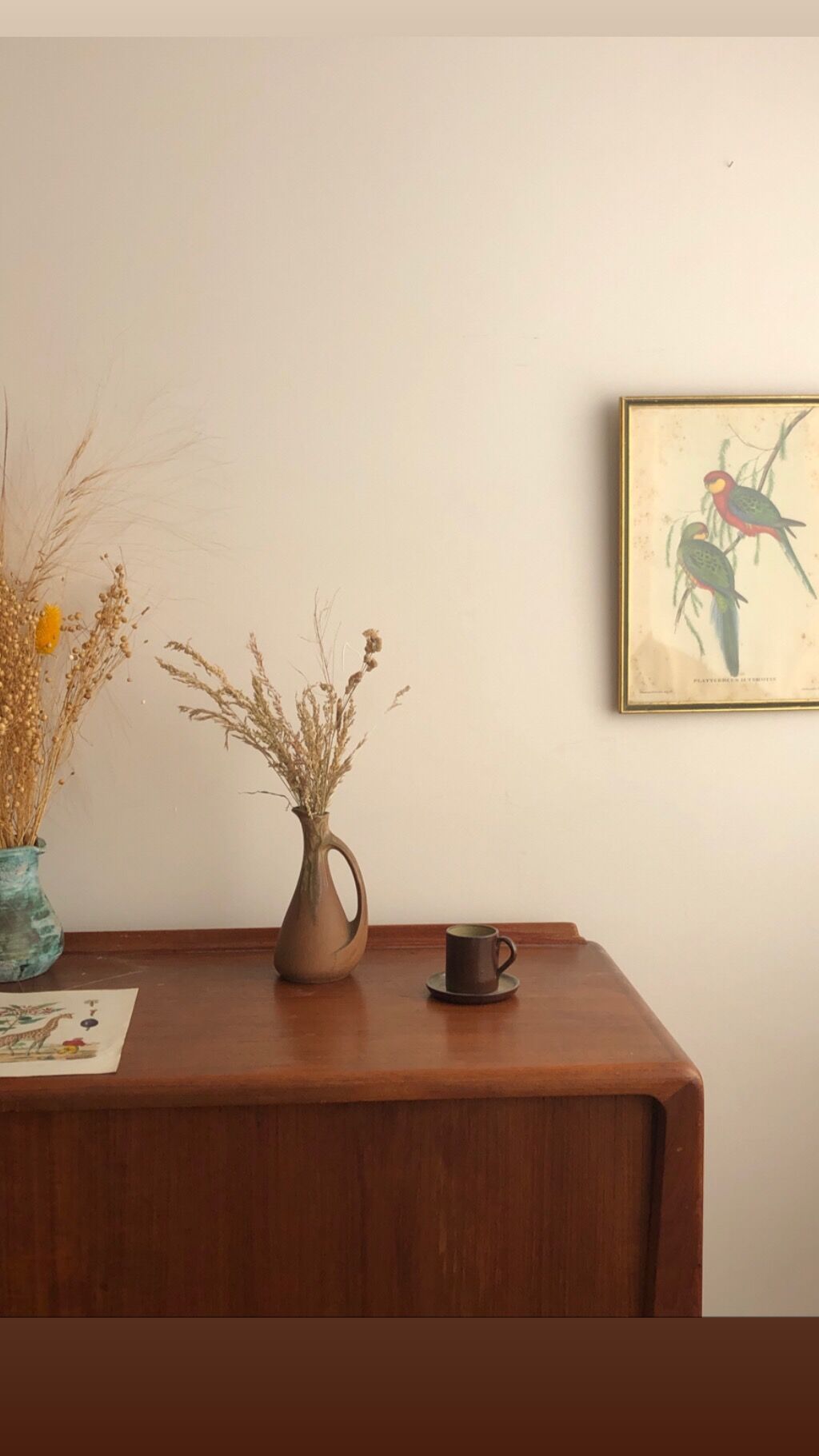 « Platycercus Icterotis » ornithological board  - J&L Gould