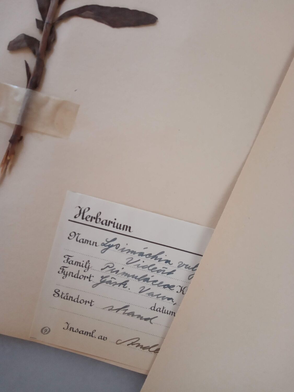 Old Swedish Herbarium - 4 plates