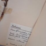 Old Swedish Herbarium - 4 plates