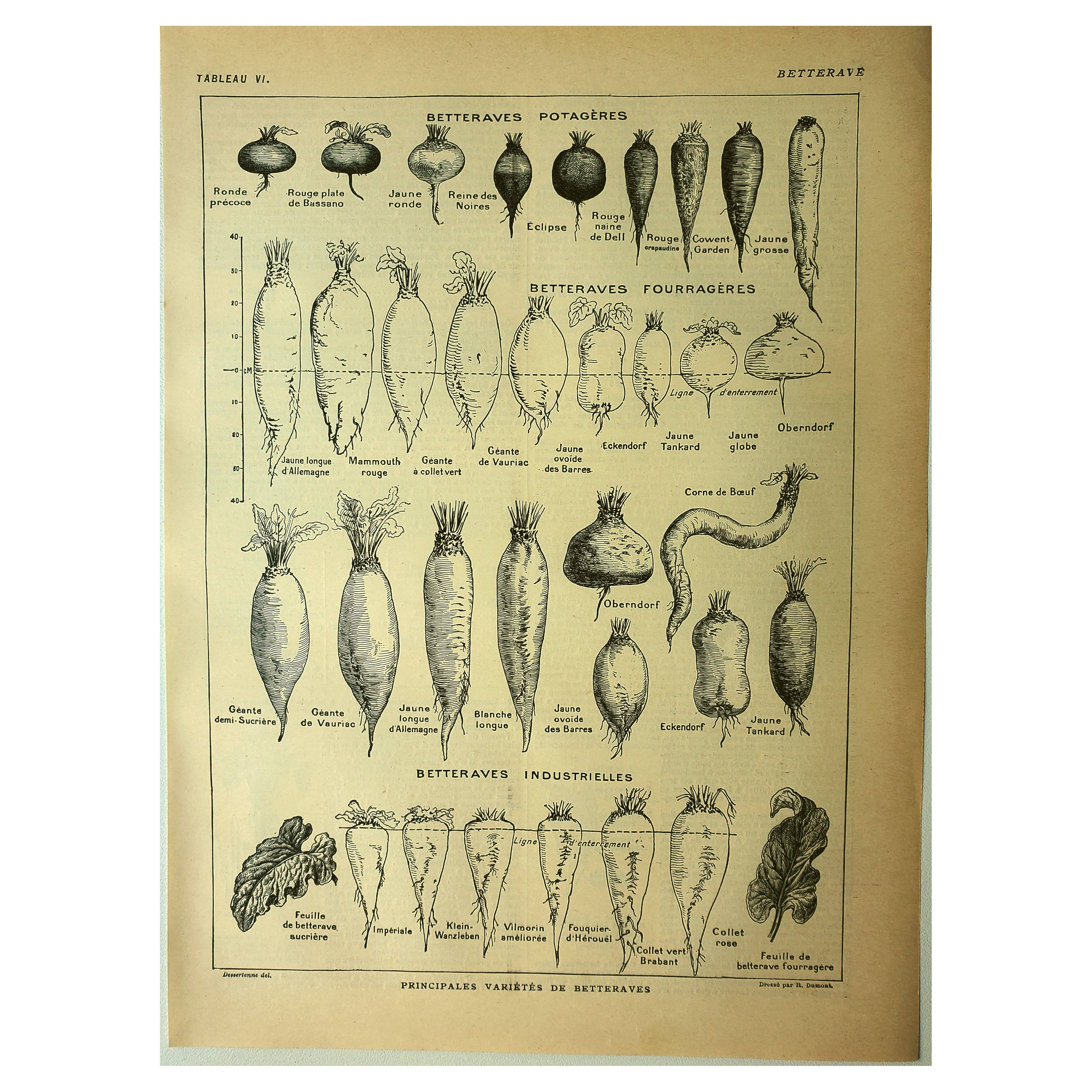 Botanical plate 1921 Dessertenne. Beetroot in the vegetable garden. Vintage engraving