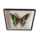 Naturalized butterfly