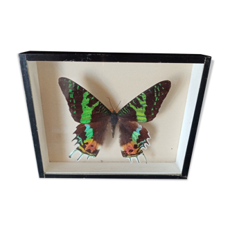 Papillon naturalisé