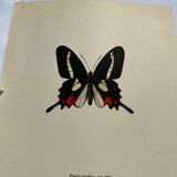 Antique Butterfly Engraving Lithograph Naturalist Botanical Plate