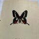Old Engraving Butterfly Lithograph Naturalist Botanical Plate
