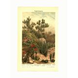 Botanical engraving from 1904 - Cacti & succulents - Vintage desert plant