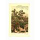 Botanical engraving from 1904 - Cactus & succulents - Vintage desert plant