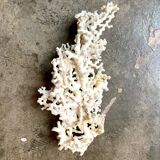White coral