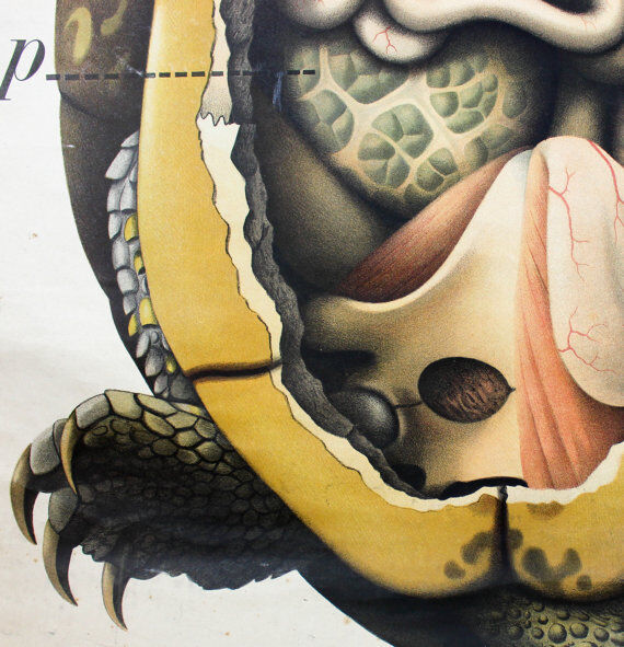 Antique poster from the beginning of the 20th century Paul Pfurtscheller "turtle" 1913