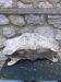Old cast iron planter large louis XV style model