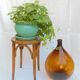 Demijohn amber