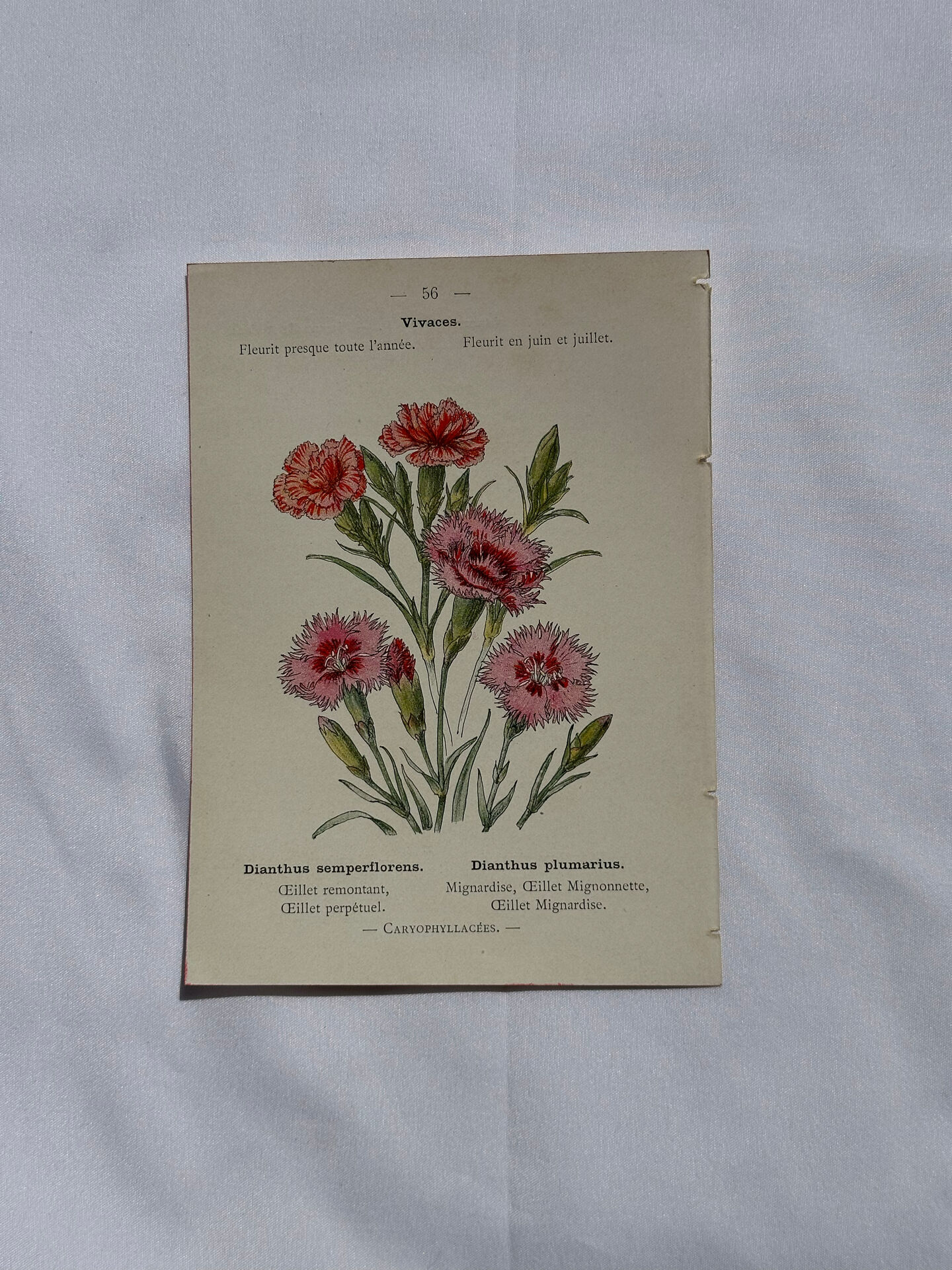 Planche botanique Gravure Fleur Plante 19eme double face colorée