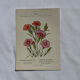 Planche botanique Gravure Fleur Plante 19eme double face colorée