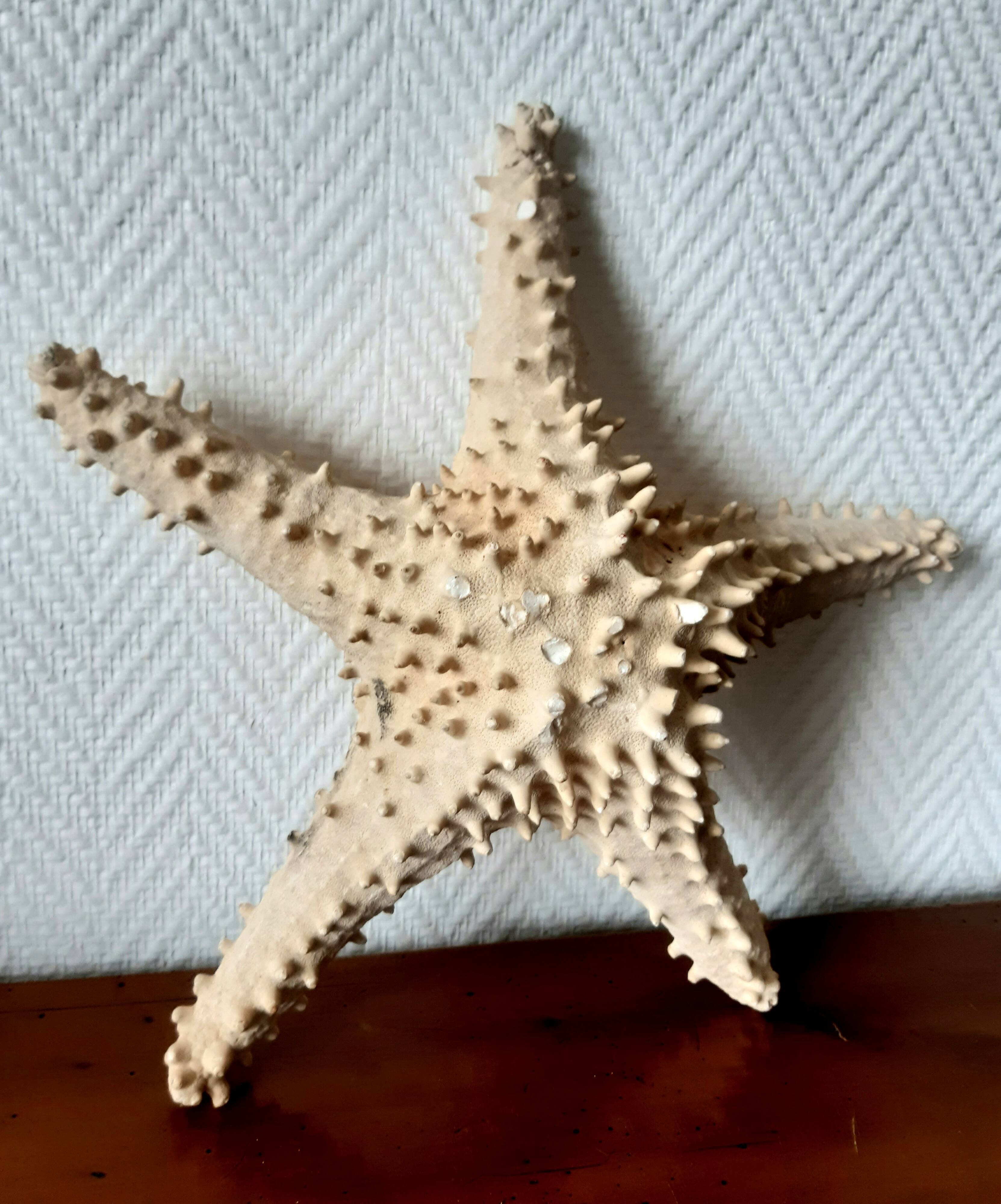 Starfish cabinet of curiosities 33 cm