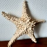 Starfish cabinet of curiosities 33 cm