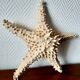 Starfish cabinet of curiosities 33 cm