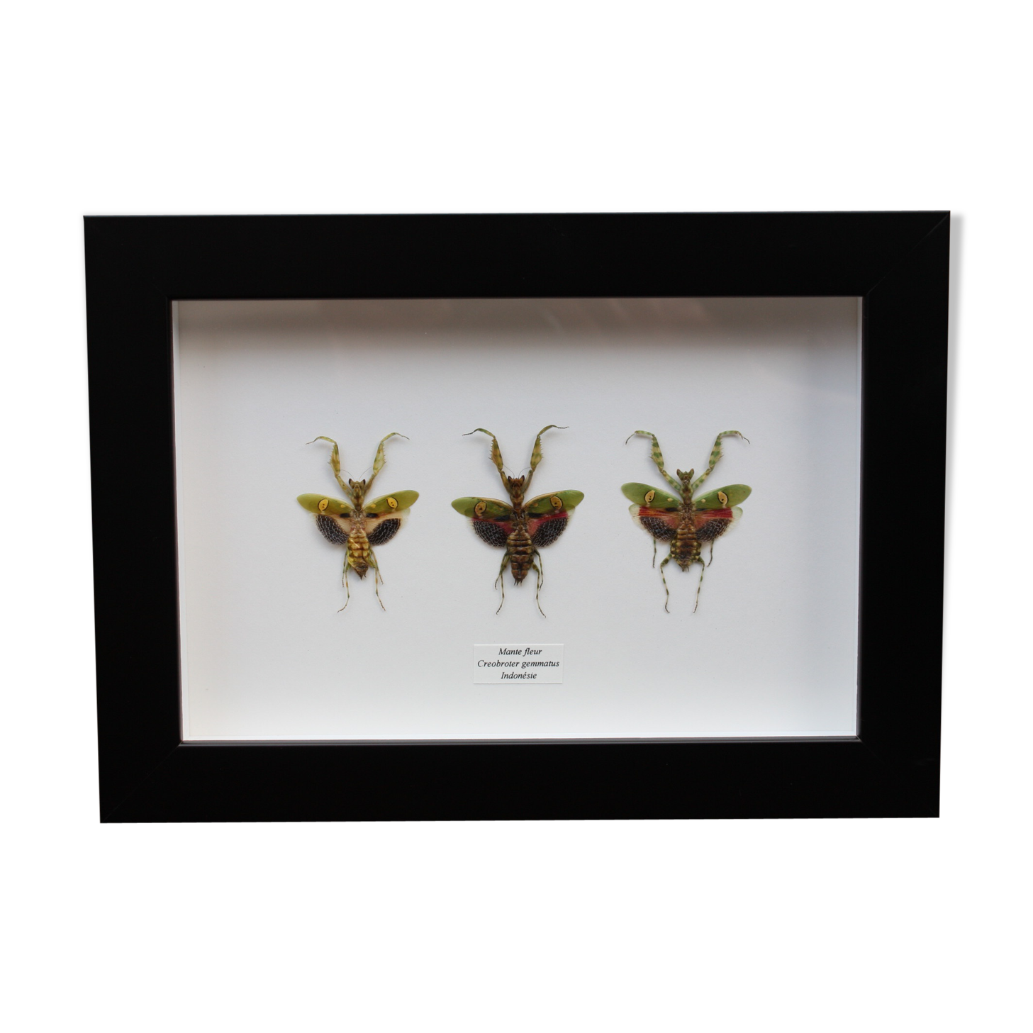 Trio de mantes fleur en variations chromatiques encadré