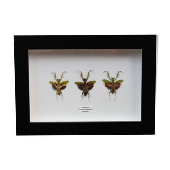 Trio de mantes fleur en variations chromatiques encadré