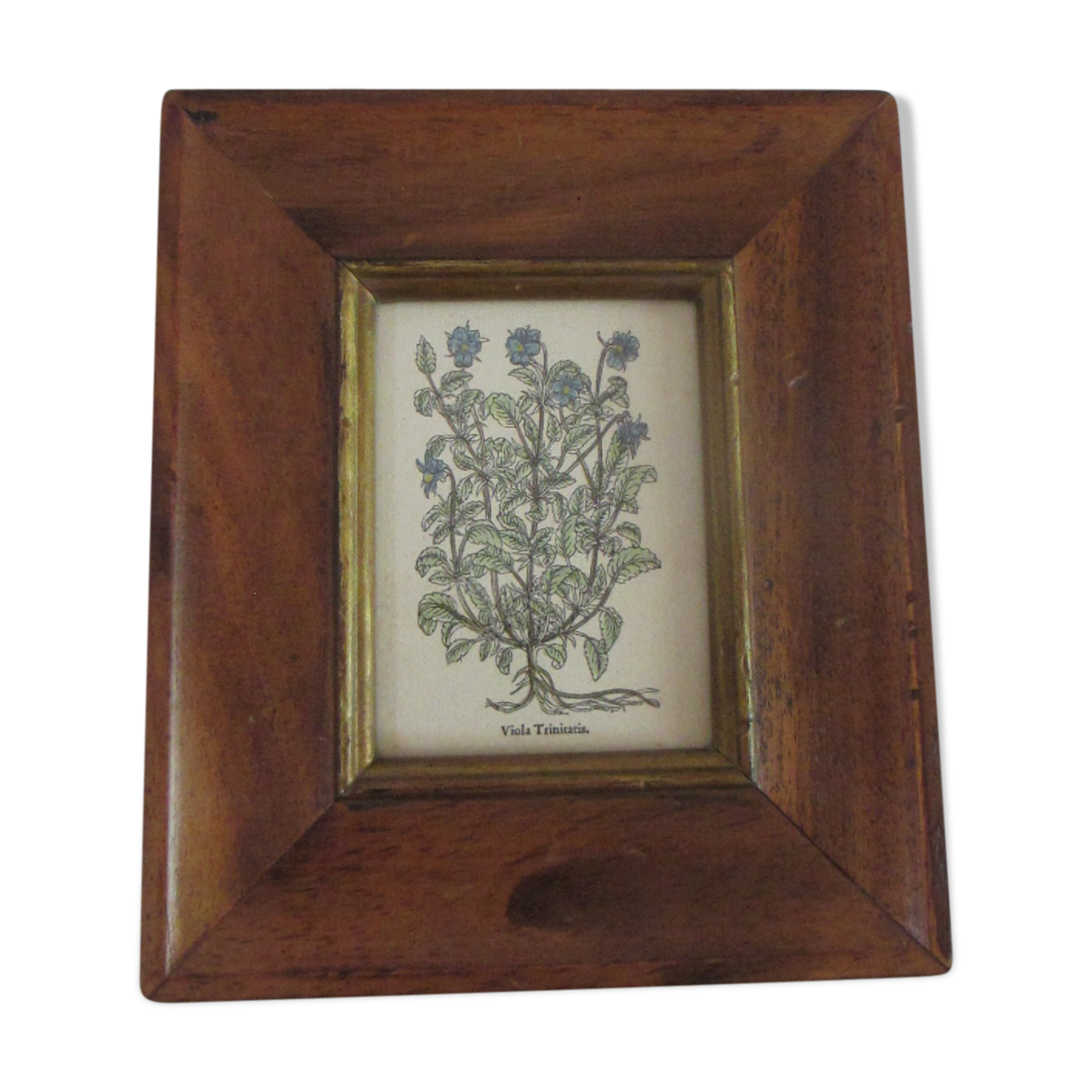 Framed botanical poster