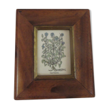 Framed botanical poster