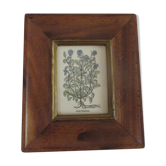 Framed botanical poster