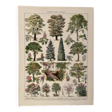 Lithograph on gardens (robinia) - 1930