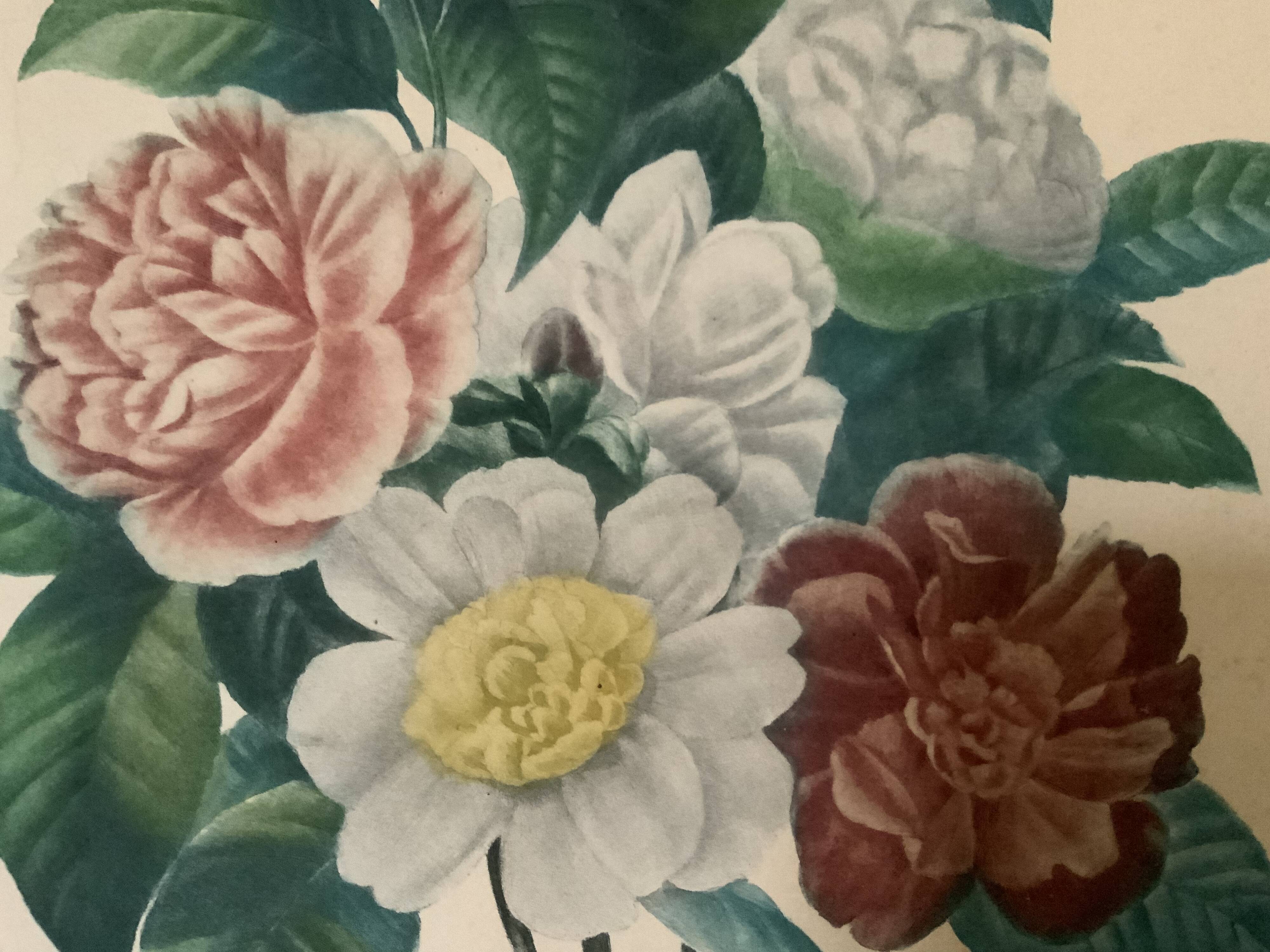 Pair of plates or botanical engravings XVIII