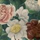 Pair of plates or botanical engravings XVIII