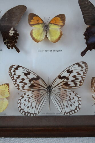 Papillons naturalisés sous cadre bois et verre vintage