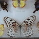 Papillons naturalisés sous cadre bois et verre vintage