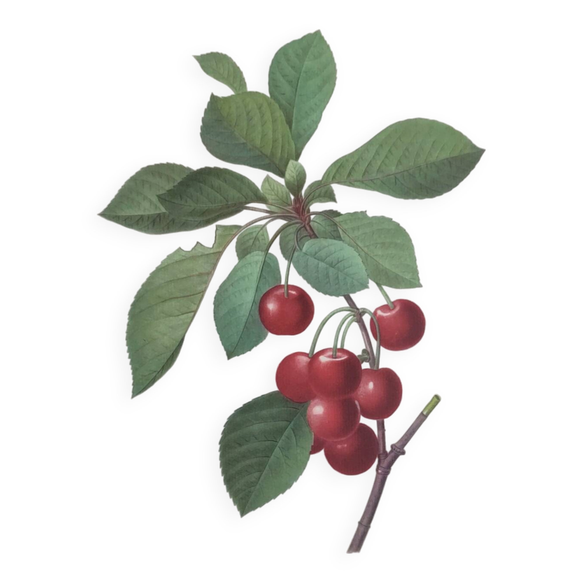 Antique fruit engraving -1955- Royal Cherry Tree- by PJ. Redouté. Vintage