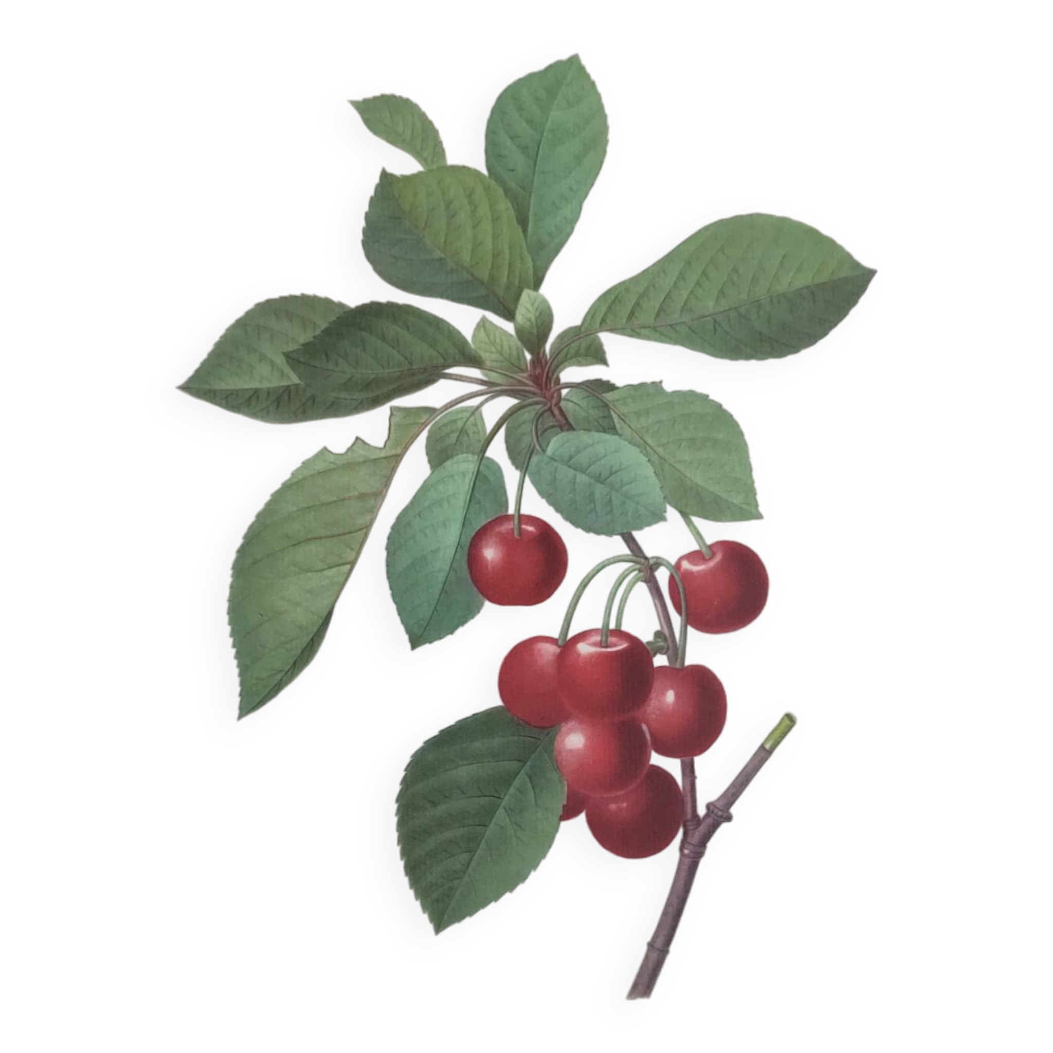Gravure ancienne de fruits -1955- Cerisier Royal- par PJ. Redouté. Vintage