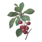Antique fruit engraving -1955- Royal Cherry Tree- by PJ. Redouté. Vintage