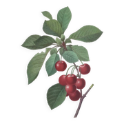 Gravure ancienne de fruits -1955- Cerisier Royal- par PJ. Redouté. Vintage