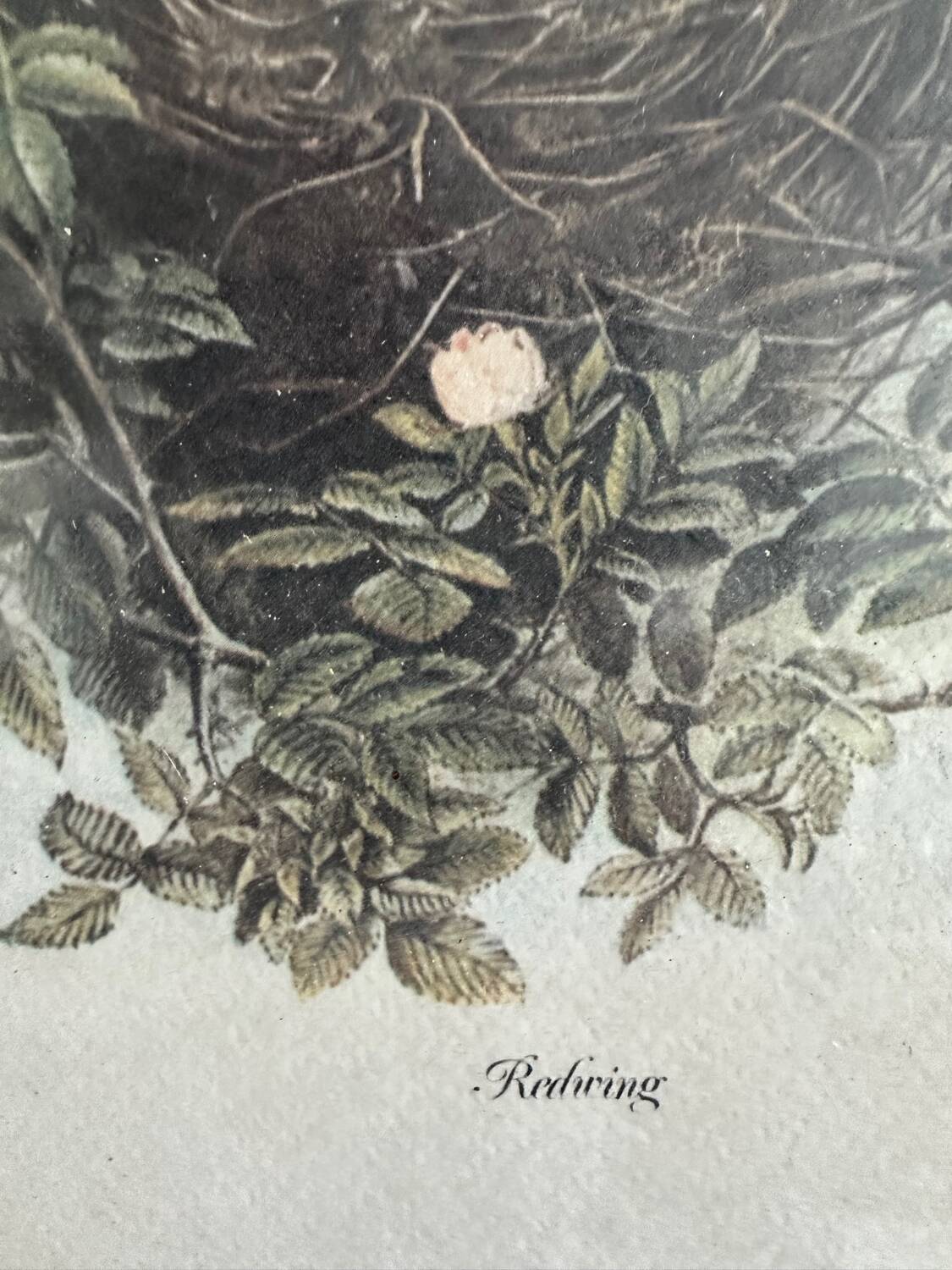 Antique illustration of a bird. Antique framed illustration of a bird.