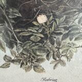 Antique illustration of a bird. Antique framed illustration of a bird.