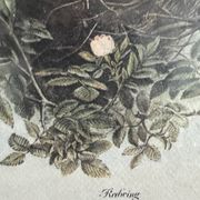 Ancienne illustration d’oiseauAncienne illustration d’oiseau encadrée