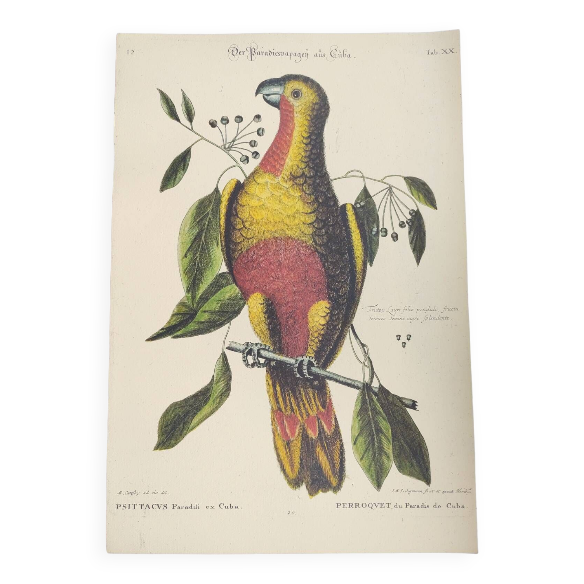 Old bird engraving - Parrot of Paradise of Cuba - Zoological plate by Seligmann & Catesby
