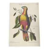 Old bird engraving - Parrot of Paradise of Cuba - Zoological plate by Seligmann & Catesby