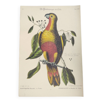 Gravure ancienne oiseau  -Perroquet du paradis de Cuba- Planche zoologique de Seligmann & Catesby